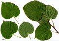 SpeciesSub: subsp. cordifolia